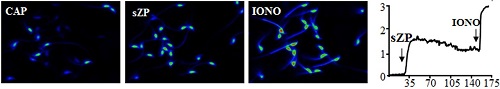 Ionomycin calcium salt