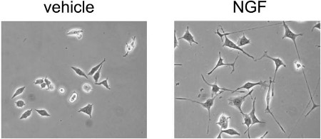 Native mouse NGF 2.5S protein (>95%)