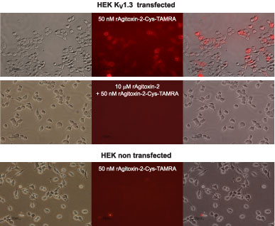 Alomone Labs Agtitoxin-2-Cys-TAMRA binds to HEK-293 cells stably expressing KV1.3 channels.