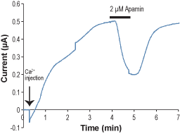 Alomone Labs Apamin inhibits KCa2.1 (SK1) channel heterologously expressed in Xenopus oocytes.