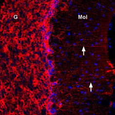 Expression of Connexin-43 in rat cerebellum