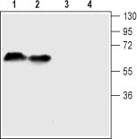 Western blot analysis of mouse (lanes 1 and 3) and rat (lanes 2 and 4) brain lysates: