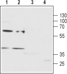 Western blot analysis of rat brain membrane (lanes 1 and 3) and human MEG-01 chronic myelogenous leukemia (lanes 2 and 4) cell line lysate: