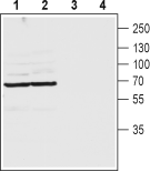 Western blot analysis of rat (lanes 1 and 3) and mouse (lanes 2 and 4) brain lysates: