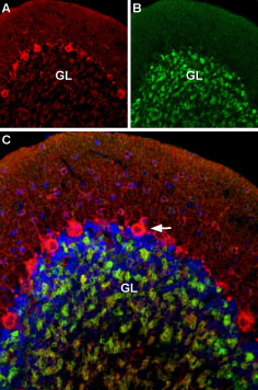 Multiplex staining of CaV1.2 and GABA(A) α1 Receptor in rat cerebellum