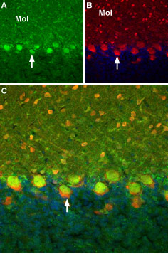 Expression of TRPC6 in rat cerebellum