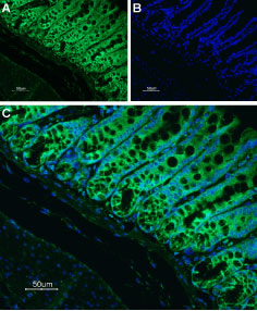 Expression of Neurokinin 1 receptor in rat colon