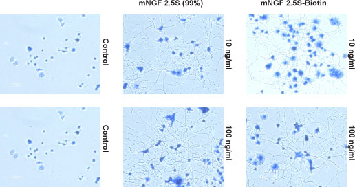 Alomone Labs mouse NGF 2.5S-Biotin promotes neurite outgrowth.