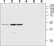 Western blot analysis of rat pancreas (lanes 1 and 4), SH-SY5Y (lanes 2 and 5) and MS1 (lanes 3 and 6) lysates: