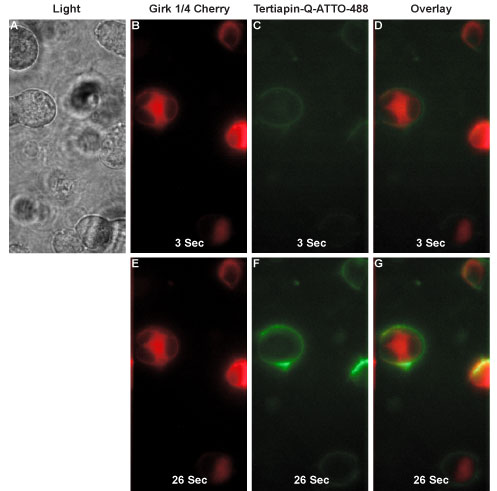 Alomone Labs Tertiapin-Q-ATTO Fluor-488 binds GIRK1/4-Cherry transfected HEK293T cells.
