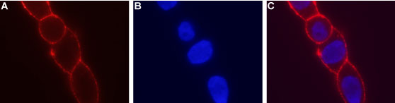 Expression of KCNN4 in live LN-CaP cells