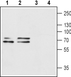 Western blot analysis of rat brain (lanes 1 and 3) and mouse brain (lanes 2 and 4) lysates: