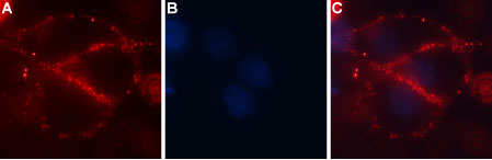 Expression of CaVα2δ4 in rat C6 cells