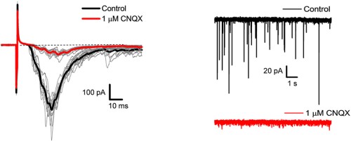 CNQX disodium salt