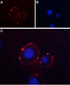 Expression of P2RX3 in rat PC12 cells