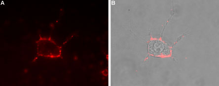 Expression of CaV1.3 in rat PC12 cells