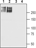 Western blot analysis of rat brain (lanes 1 and 3) and mouse brain (lanes 2 and 4) membranes: