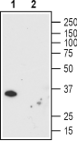 Western blot analysis using Mouse Anti-Human Orai1 (extracellular) Antibody (#ALM-025), (1:200):