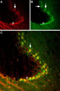 BDNF co-localizes with TrkB in mouse cerebellum region.