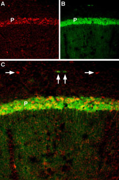 BDNF co-localizes with TrkB in mouse hippocampal CA1 region.