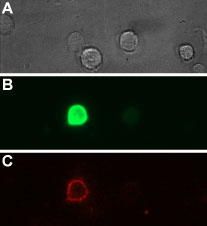 Alomone Labs Tertiapin-Q-ATTO Fluor-633 binds GIRK1/GIRK4-GFP transfected HEK293T cells.