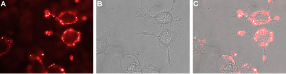Expression of nAChRα6 in rat PC12 cells