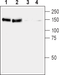Western blot analysis of rat (lanes 1 and 3) and mouse (lanes 2 and 4) brain membranes: