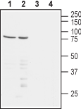 Western blot analysis of human Jurkat T-cell leukemia (lanes 1 and 3) and human MEG-01 chronic myelogenous leukemia (lanes 2 and 4) cell lysates:
