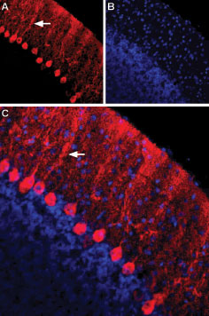 Expression of Nectin-1 in rat cerebellum