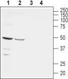Western blot analysis of rat (lanes 1 and 3) and mouse (lanes 2 and 4) brain lysates: