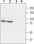 Western blot analysis of rat brain (lanes 1 and 3) and rat RBL basophilic leukemia cell lysate (lanes 2 and 4):