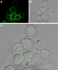 Expression of TRPV2 in rat RBL cells