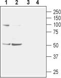 Western blot analysis of mouse (lanes 1 and 3) and rat (lanes 2 and 4) brain membranes: