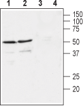 Western blot analysis of rat (lanes 1 and 3) and mouse (lanes 2 and 4) brain membranes:
