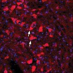 Expression of GFRA4 in rat red nucleus