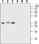 Western blot analysis of 50 ng of each Recombinant human Val66Met proBDNF (cleavage resistant) protein (#B-456) (lanes 1 and 4), Recombinant mouse proBDNF protein (#B-240) (lanes 2 and 5) and Recombinant human proBDNF protein (#B-257) (lanes 3 and 6):