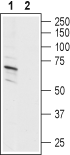 Western blot analysis of human SH-SY5Y neuroblastoma cell line lysate: