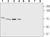 Western blot analysis of rat brain membrane (lanes 1 and 5), mouse brain lysate (lanes 2 and 6), human SHSY-5Y  neuroblastoma cells lysate (lanes 3 and 7) and human U87 MG  glioblastoma cells lysate (lanes 4 and 8):