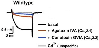 ω-Agatoxin IVA