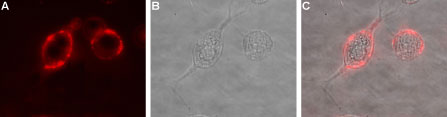Expression of Ephrin-A1 in rat PC12 cells