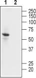 Western blot analysis of human U-87 MG glioblastoma cell lysate: