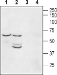 Western blot analysis of mouse heart lysate (lanes 1 and 3) and rat brain membranes (lanes 2 and 4):