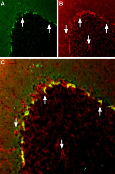 Multiplex staining of KV1.2 and KV1.1 in mouse cerebellum