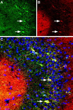 Multiplex staining of DPP6 and KV4.2 in rat hippocampus