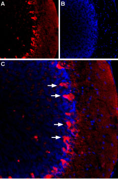 Expression of HCN1 in rat cerebellum