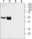 Western blot analysis of rat (lanes 1 and 3) and mouse (lanes 2 and 4) heart membranes: