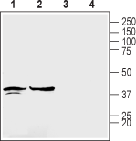 Western blot analysis of rat brain membranes (lanes 1 and 3) and mouse brain lysates (lanes 2 and 4):