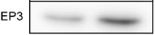 Anti-Prostaglandin E Receptor EP3 (PTGER3) Antibody