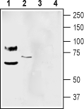 Western blot analysis of mouse brain membranes (lanes 1 and 3) and human SH-SY5Y neuroblastoma cell line lysate (lanes 2 and 4):
