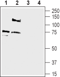 Western blot analysis of rat dorsal root ganglion lysate (lanes 1 and 3) and rat brain membranes (lanes 2 and 4):